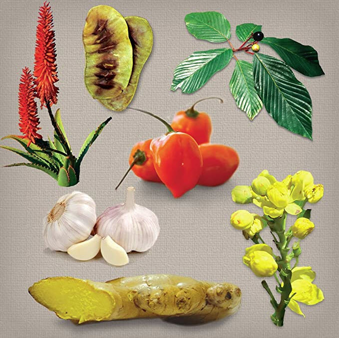 Organic and wildcrafted herbal ingredients used in intestinal formula #1 displayed. Curacao and Cape Aloe leaf, Senna leaf and pod, Cascara Sagrada aged bark, Hawaiian Yellow Ginger root, Garlic bulb, and Habanero pepper.